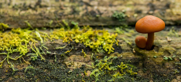 Close-up of mushroom growing on field