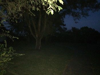 Trees at night