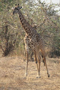 Giraffe standing on landscape
