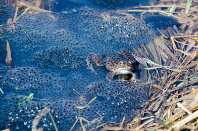 High angle view of turtle in water