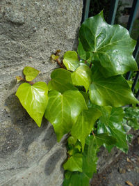 High angle view of leaves on wall