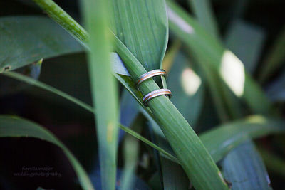 Close-up of bamboo plant