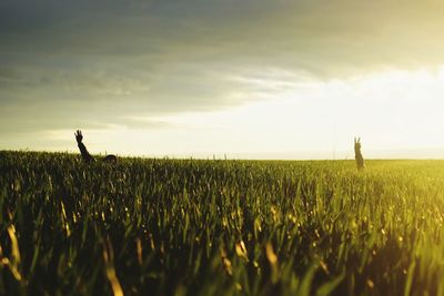 Scenic view of agricultural field against sky