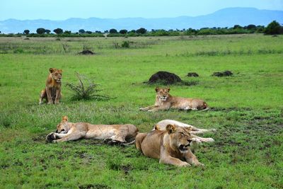 Lionesses relaxing on landscape