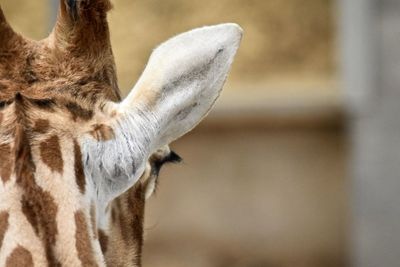 Close-up of a giraffe 