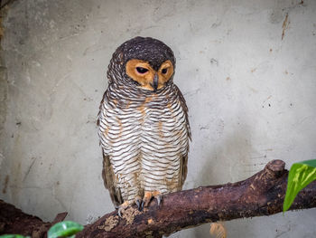 Close-up of bird