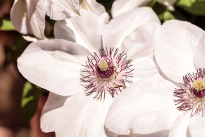 Close-up of passion flower blooming outdoors