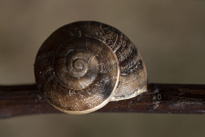 Close-up of shell