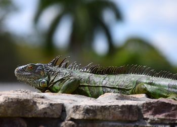 Side view of iguana on rock