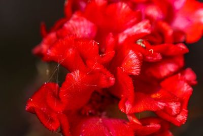 Close-up of red rose flower