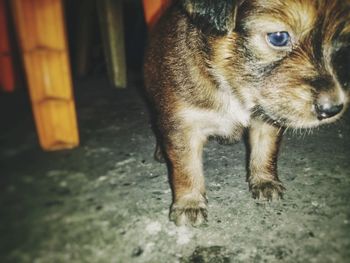 Close-up of brown horse