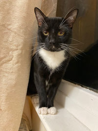 Portrait of black cat sitting on floor