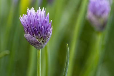 Close-up of purple flowering plant