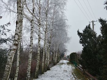 Snow covered trees against sky