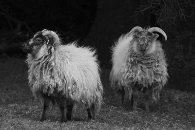 Sheep on field