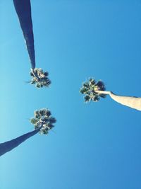 Low angle view of trees against clear blue sky