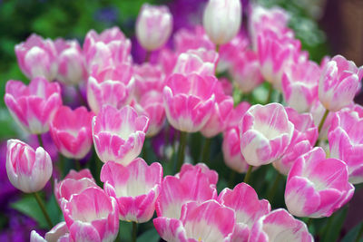 Close-up of pink flowers