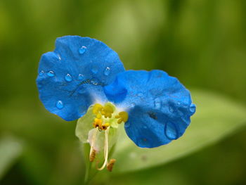 Close-up of blue flower with dew drops