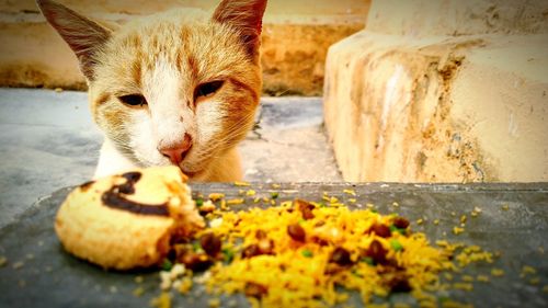 Close-up of ginger eating food