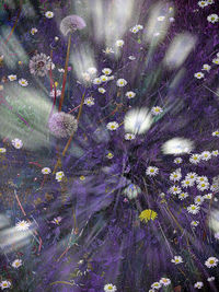 Full frame shot of purple flowering plant