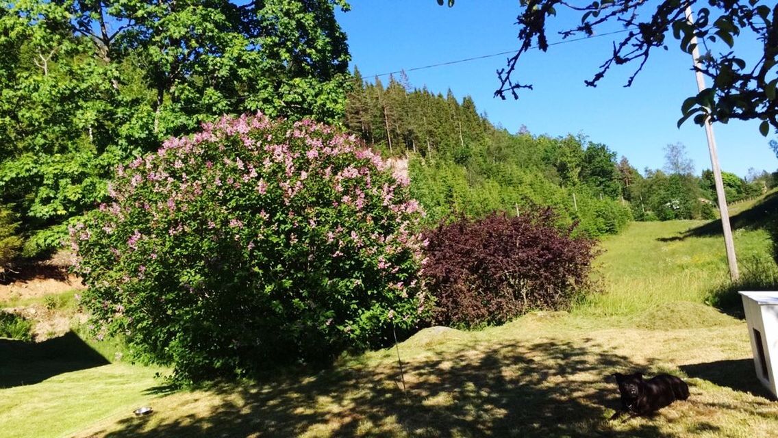 tree, growth, green color, clear sky, beauty in nature, nature, sunlight, plant, tranquility, flower, tranquil scene, grass, shadow, scenics, green, blue, day, park - man made space, freshness, no people