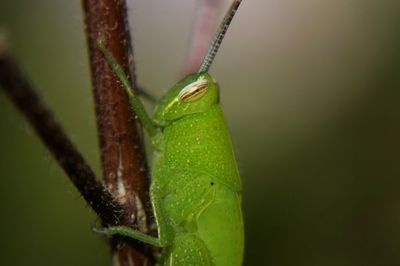 Close-up of insect on leaf