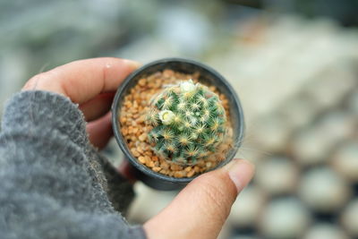 Cropped hand holding cactus