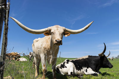 View of cow against sky