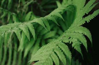 Close-up of green leaves on plant