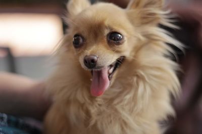 Portrait of dog sticking out tongue