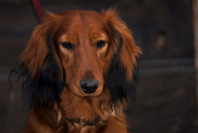 Close-up portrait of dog