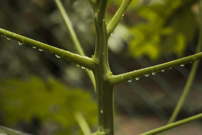 Close-up of insect on wet plant