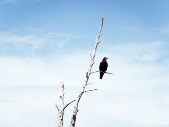 Low angle view of bird perching on tree against sky