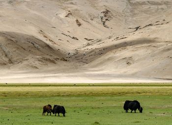Ladakh animals