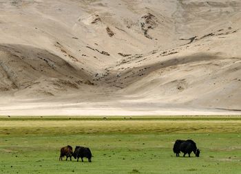 Horses grazing in a field