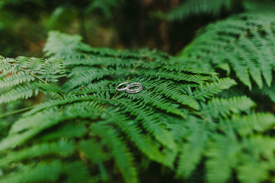 Close-up of rings on ferns