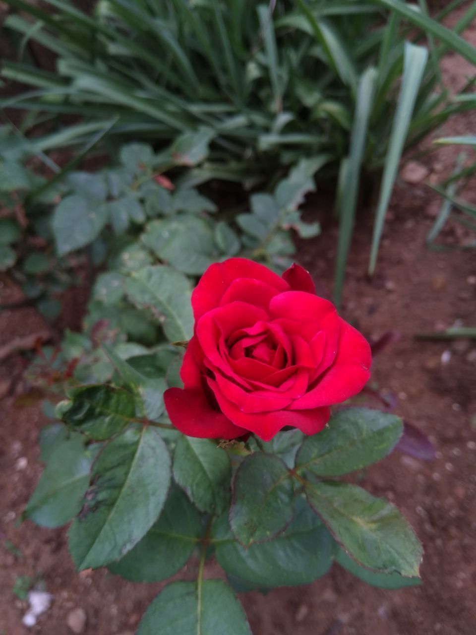 CLOSE-UP OF ROSE WITH RED ROSES