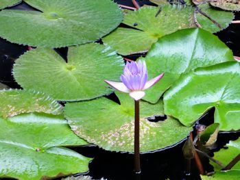 Close-up of lotus water lily