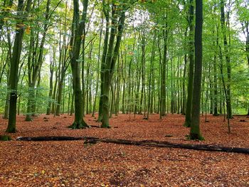 Trees growing in forest