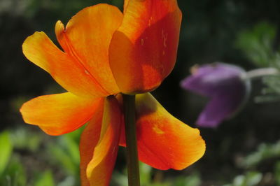 Close-up of orange flower