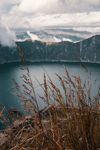 Plants growing by lake against sky