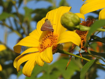 Close-up of yellow insect on sunflower