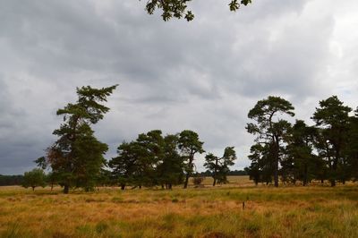 Trees on field against sky