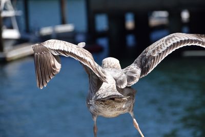 Close-up of seagull flying against blurred background