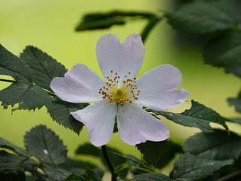 Close-up of fresh white flowering plant