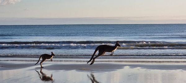 Horses on the beach
