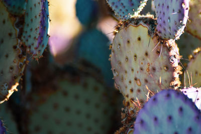 Close-up of prickly pear cactus