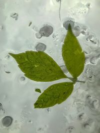 High angle view of leaves floating on water