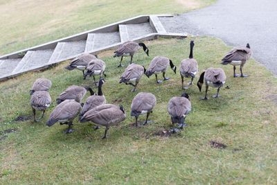 High angle view of canada geese perching on grassy field