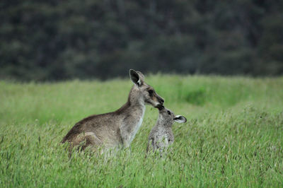 Kangaroos on grassy field